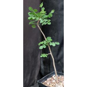 Cyrtocarpa edulis one-gallon pots