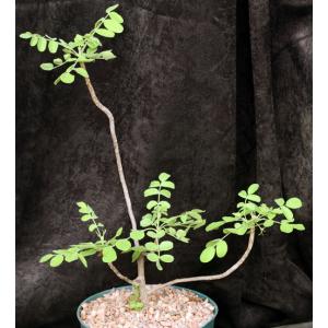 Cyrtocarpa edulis 8-inch pots
