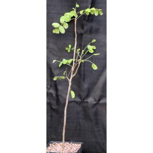 Cyrtocarpa edulis one-gallon pots