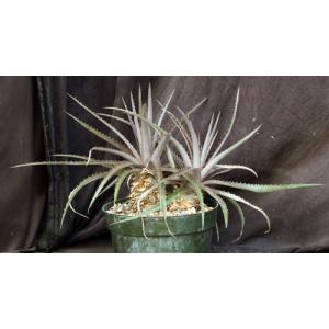 Dyckia cv Red Devil 8-inch pots