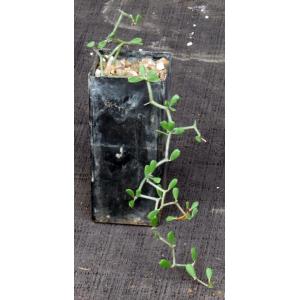 Decarya madagascarensis 3-inch pots