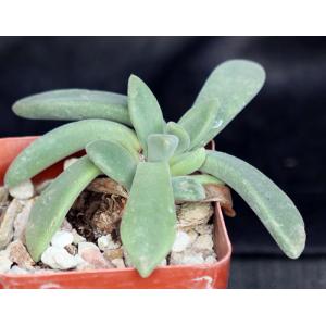 Deilanthe thudchumii 4-inch pots