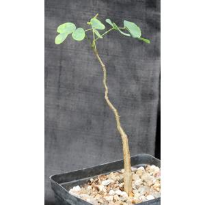 Delonix pumila one-gallon pots