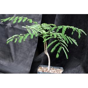 Delonix regia one-gallon pots