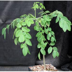 Delonix boiviniana one-gallon pots