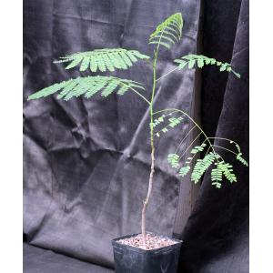 Delonix regia one-gallon pots