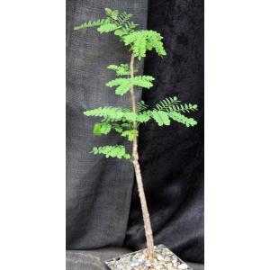 Delonix velutina 5-inch pots