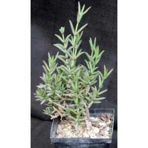 Delosperma nakurense 5-inch pots