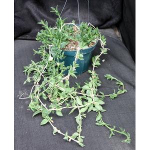 Delosperma tradescantioides 8-inch pots