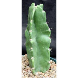 Dendrocereus nudiflorus 8-inch pots