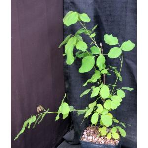 Dendrolobium umbellatum var. aurea one-gallon pots