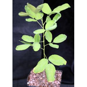 Dendrolobium umbellatum var. aurea one-gallon pots