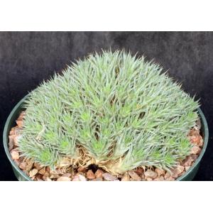 Deuterocohnia brevifolia 6-inch pots
