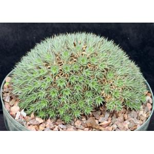 Deuterocohnia brevifolia 8-inch pots