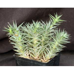 Deuterocohnia lorentziana one-gallon pots