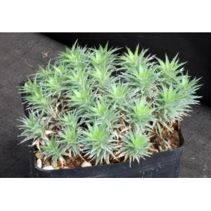 Deuterocohnia brevifolia one-gallon pots