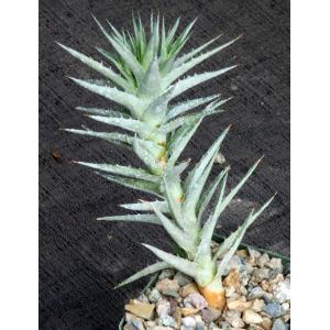 Deuterocohnia lorentziana 4-inch pots