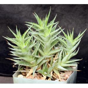 Deuterocohnia lorentziana 4-inch pots
