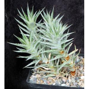 Deuterocohnia lorentziana one-gallon pots
