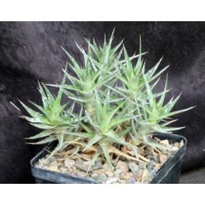 Deuterocohnia lorentziana 5-inch pots