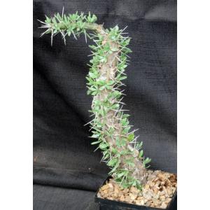 Didierea trollii 5-inch pots