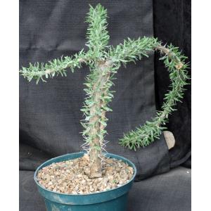 Didierea trollii 8-inch pots