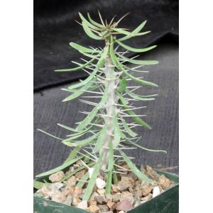 Didierea sp. (Tulear, Madagascar) 4-inch pots