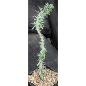 Didierea trollii 5-inch pots