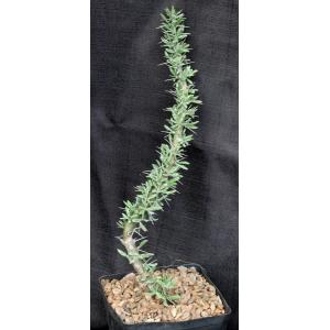 Didierea trollii one-gallon pots