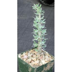 Didierea trollii 4-inch pots