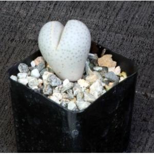 Dinteranthus wilmotianus 2-inch pots