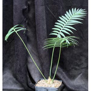 Dioon spinulosum one-gallon pots