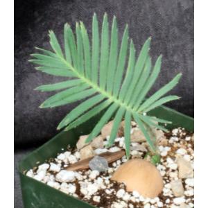 Dioon edule 4-inch pots
