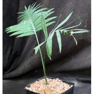 Dioon spinulosum one-gallon pots