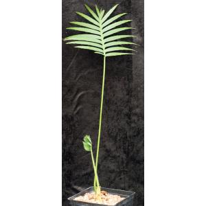 Dioon spinulosum one-gallon pots
