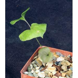 Dioscorea elephantipes 3-inch pots