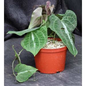 Dioscorea discolor 6-inch pots