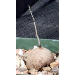 Dioscorea elephantipes 4-inch pots