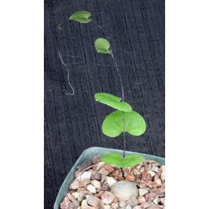 Dioscorea elephantipes 5-inch pots