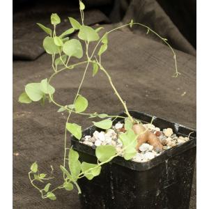 Dioscorea hemicrypta 5-inch pots