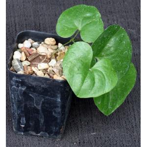 Dioscorea elephantipes 2-inch pots