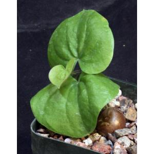 Dioscorea elephantipes 4-inch pots