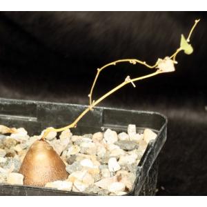 Dioscorea hemicrypta one-gallon pots