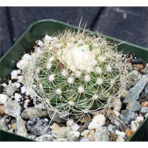 Discocactus araneispinus 4-inch pots