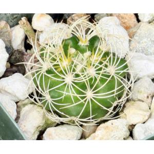 Discocactus araneispinus 2-inch pots