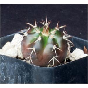 Discocactus crystallophilus 2-inch pots