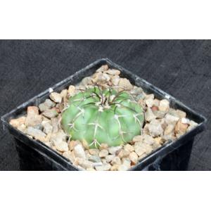 Discocactus crystallophilus 5-inch pots