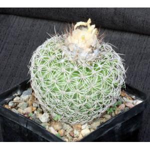Discocactus araneispinus 5-inch pots