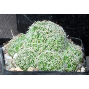 Dolichothele albescens 5-inch pots
