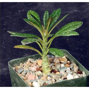 Dorstenia gigas (seedlings) 4-inch pots